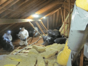 Rodent Masters Experts Rodent-proofing Team Enhancing Attic Safety Against Pest Infestation